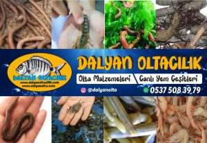 Balık Tutma Yarışmasında En Çok Tercih Edilen Yem